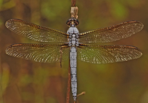 Male, old
2005_09_28_Chattooga